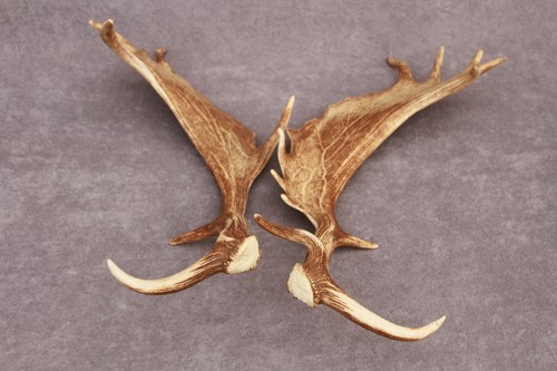 JUEGO DE ASTAS DE GAMO NATURALMENTE COBERTIZO (PAR, CUERNO, TALLA, TAXIDERMIA) - Imagen 8 de 21