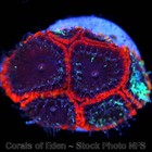Corals of Eden ~ NON WYSIWYG Live Coral Frag ~ Black Hole Favia Coral ~ LPS — photo 6