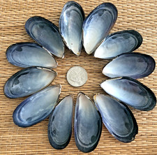 12 PRETTY MUSSELL SEA SHELLS 1-1/4" TO 2" WIDE - CRAFTING