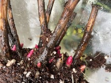 Large And Well Established Peony Plants-Karl Rosenfield- Red