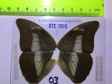 Prepona for collectors | Prepona werneri, brooksiana females