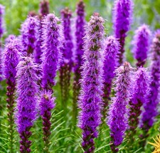 Gayfeather Pink Lavender - 400x seeds - Perennial Cutting Flower