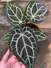 Anthurium Minahasa x Michelle Medium Size Rare Tropical Plant