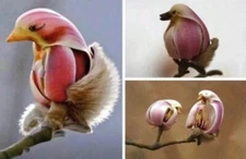 Yulan Magnolia Tree Seeds - 5 Seeds to Grow - Spring Buds Look Like Pink Birds -