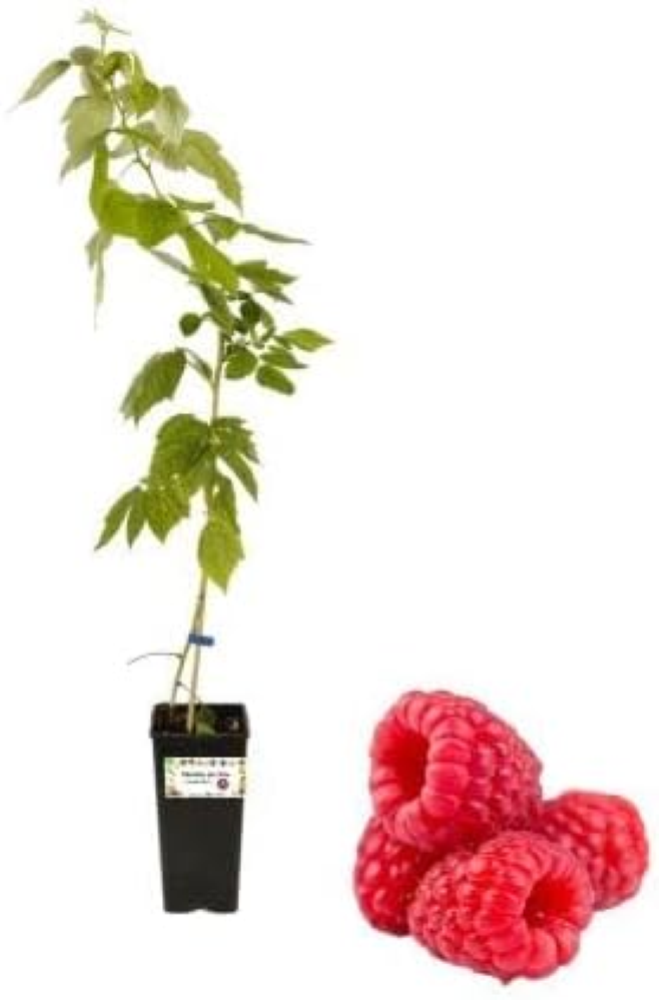 Lampone Rosso Tayberry Vaso 2L