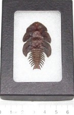 Platerodrilus dulticola REAL FRAMED TRILOBITE BEETLE INDONESIA