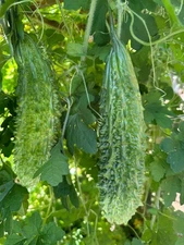 New Indian Pearl Bitter Melon Seeds -   Indian Bitter Gourd Karela, productive
