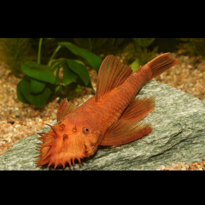 Super Red Bristlenose pleco catfish Ancistrus sp live tropical