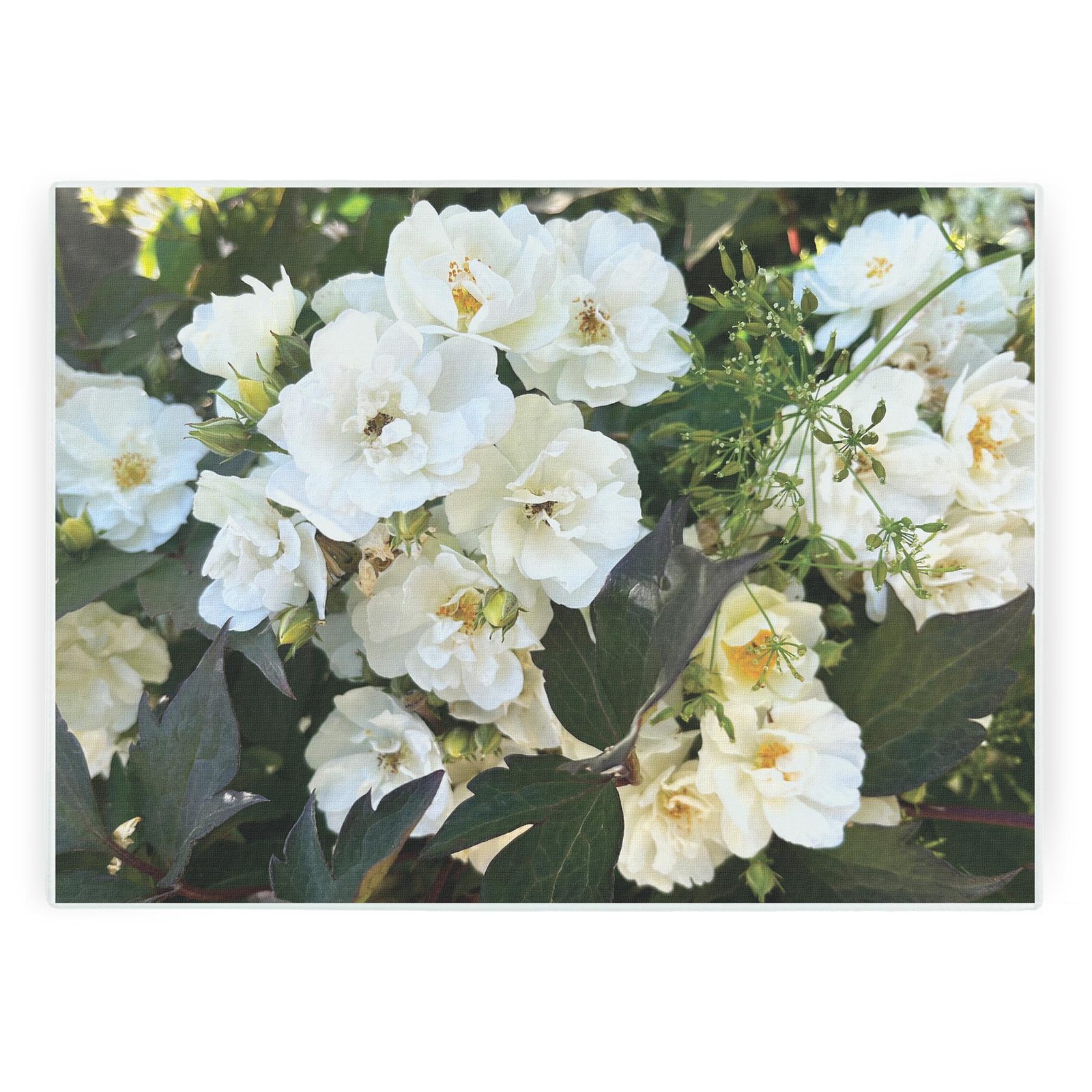 White Roses Glass Worktop Protector - Garden Flowers Kitchen Chopping Board