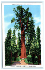 General Sherman Tree Sequoia National Park CA, California