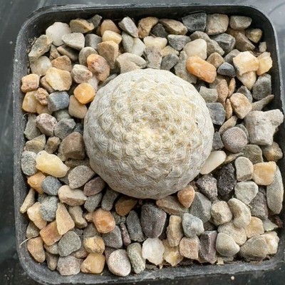 3-4CM Succulent Cactus Plant Euphorbia Piscidermis Cactaceae Home Garden
