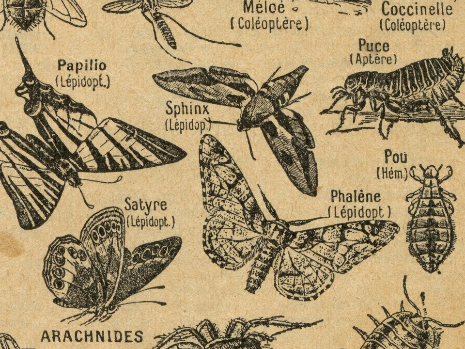 Vintage Insect French Illustration Poster – Entomology Print Art – Anthropods - Image 2 of 4