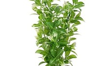 Aqualife White Tipped Ludwigia Plant, Plastic Aquarium Plant Decoration 14 in