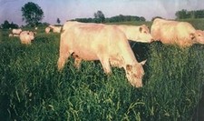 Semi di erba da frutteto Potomac - 50 libbre.