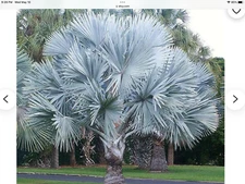 26 FRESH seeds*BISMARKIA NOBILIS*silver bismark palm from*HAWAII*FREE SHIPPING