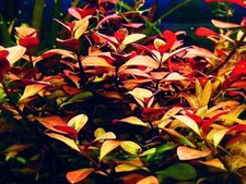"Ludwigia Palustris Red - Vibrant Aquarium Live Plant" Free Shipping  