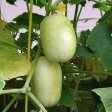 Cucumber Seeds Crystal Apple 25 (Organic) | Non-GMO Heirloom Vegetable 