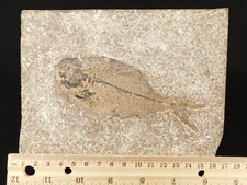 X-RAY Bones! LARGER 50 Million Year Old Diplomystus FISH Fossil Wyoming 380gr