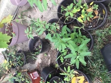 Goji Berry Plants - Lycium barbarum 2 bare root plants