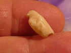 ANCIENT ASIAN MINOR WEST ASIA SCULPTED SHELL PENDANT BIRD BEAD 14.3-7.7-6.2 MM — photo 1