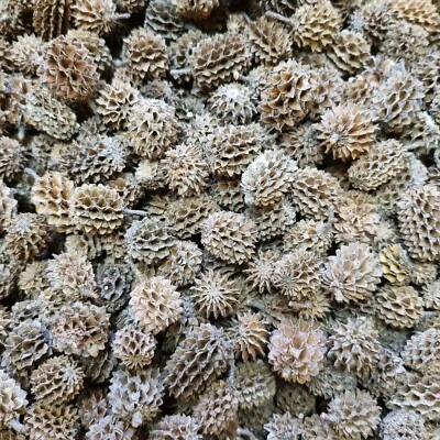 SCHMITT AQUARISTIK (11,4€/100g) Kasurinen Zapfen 35g (~50 Stück) dekorative Alternative Erlenzapfen