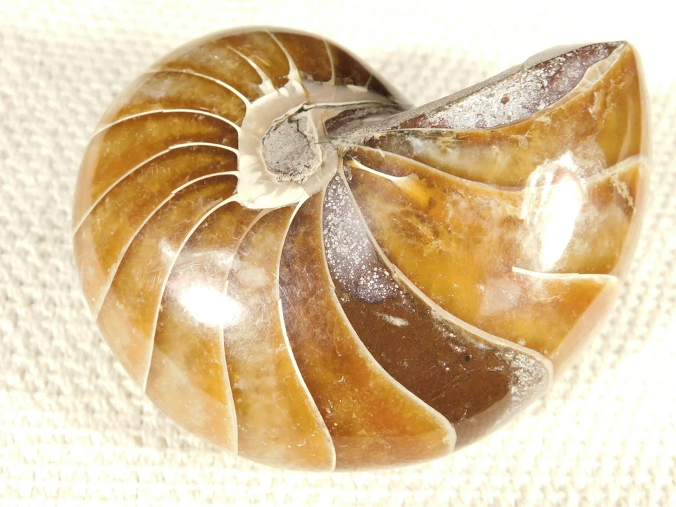 Big Very Rare! 100% Natural Polished Cretaceous Era NAUTILUS Fossil 407gr - Image 3 of 4