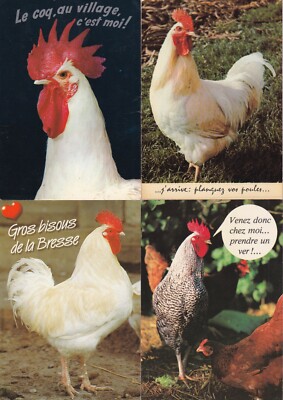 Lot de cartes postales postcards 10x15cm HUMOUR COQ ROOSTER HAHN