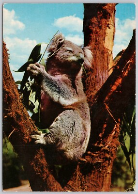 Koala, Healesville, Australia Vintage Postcard, Sir Colin Mac Kenzie Sanctuary