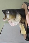1980 Walleye Or LRG. Mouth Bass Wall Mount Taxidermy Real Skin Fish Documented — photo 5