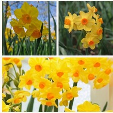 Narcissus Grand Soleil d'Or Flower Bulbs. Pretty Narcissus with Multiple Blooms