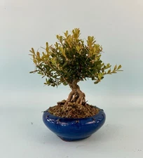 Harland Boxwood Bonsai