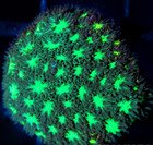 Corals of Eden ~ WYSIWYG Live Coral Frag ~ She Hulk Leptastrea ~ LPS SPS — photo 4