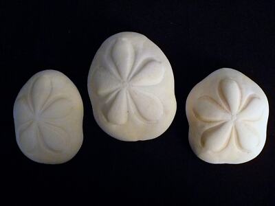 Two Sea Biscuits 4 - 5'' giant seashells sand dollar beach decor wedding coastal