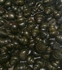 90 10 Japanes Trapdoor Snails. END OF SEASON SPECIAL. SHIPS, FEDEX UPS 2 Day