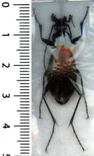 Carabidae - CARABUS PROTENES BAOXINGENSIS - Entomologie . insecte 1670E
