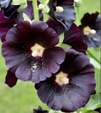Black Hollyhock SEEDS cottage garden Combined Shipping