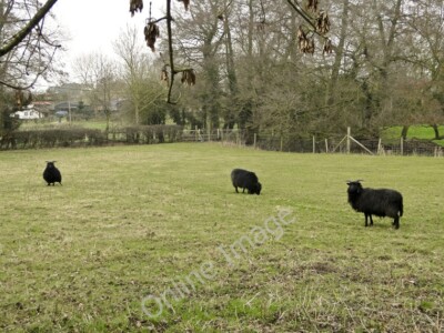 Photo 6x4 Hebridean sheep grazing on the rich pastures of the Alde Valley c2011