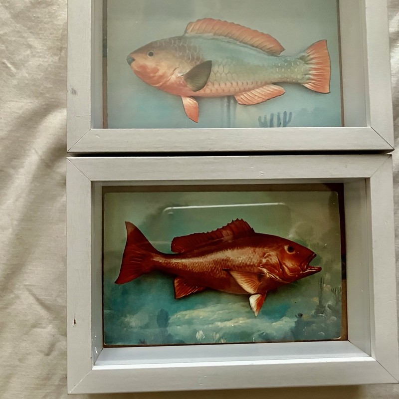 2- 1950 Fish Postcards In New Shadow Boxes