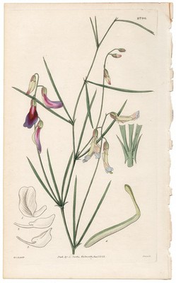 Curtis Botanical Magazine 1827 antique hand-colored engraving 2796 Bitter-Vetch