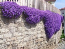 Creeping Thyme Seeds Low Growing Fragrant Herb Ground Cover UK