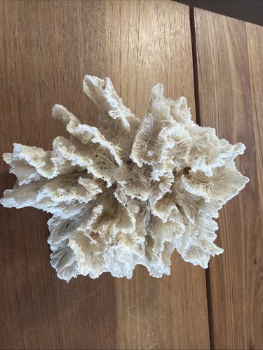 *NATURAL WHITE LETTUCE SEA CORAL* Aquariums, Displays, Home Decor, Beautiful