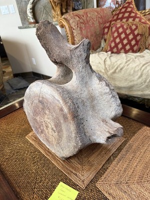 Blue Whale Vertebrae Fossil Bone