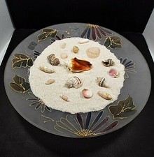 Sea Shell Lot - Award Winning Collection - Collector/Table Decoration/Crafts 2