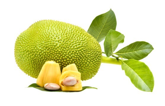 Semillas de yaca secas 100% naturales Sri Lanka.