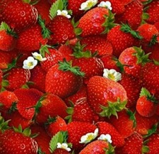 Elizabeth Studio Red Strawberry Summer Fruit Quilt Fabric by the Yard