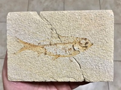 DBL SIDED KNIGHTIA FISH FOSSIL - 6  x 4  -GREEN RIVER FORMATION,KEMMERER WYOMING