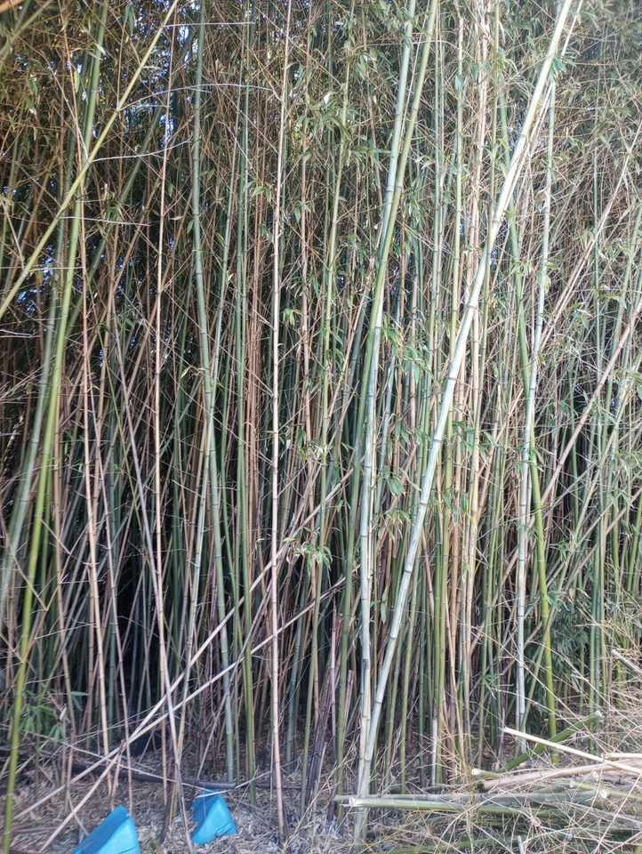10 palos artesanales de bambú de 12" de diámetro de 1 1/2" para decoración a granel de 1' de largo Foto 3 de 4