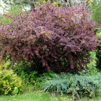 Berberis thunbergii 30 Stück frische Samen, Berberitzensamen, Obstbeerenbaum Samen