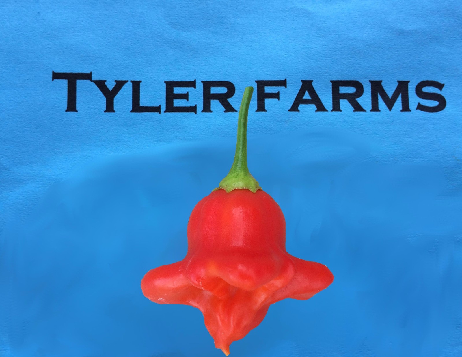 10+ Mad Hatter Pepper Seeds Rare chile seeds Naturally grown, Non