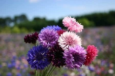 Bachelor Button Dwarf Polka Dot Mix Seeds, Dwarf Centaurea, FREE SHIPPING